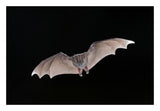 Jamaican Fruit-Eating Bat Flying, Michigan-Paper Art-26X18