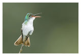 Andean Emerald Hummingbird Calling, Ecuador-Paper Art-32X22