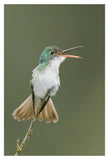 Andean Emerald Hummingbird Calling, Ecuador-Paper Art-14X20
