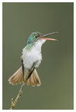 Andean Emerald Hummingbird Calling, Ecuador-Paper Art-34X50