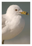 Ring-Billed Gull, Fort Desoto Park, Florida-Paper Art-18X26