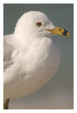 Ring-Billed Gull, Fort Desoto Park, Florida-Paper Art-22X32