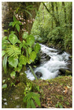 Creek Flowing Through Rainforest, Costa Rica-Paper Art-42X62