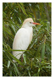 Cattle Egret In Breeding Plumage, Costa Rica-Paper Art-22X32