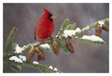 Northern Cardinal Male, South Lyon, Michigan-Paper Art-20X14