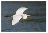 Great Egret Flying, Fort Myers Beach, Florida-Paper Art-32X22