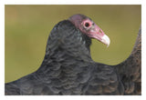Turkey Vulture, Howell Nature Center, Michigan-Paper Art-32X22