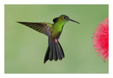 Red-Footed Plumeleteer Male Flying, Costa Rica-Paper Art-26X18