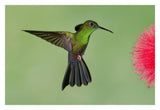 Red-Footed Plumeleteer Male Flying, Costa Rica-Paper Art-32X22