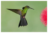 Red-Footed Plumeleteer Male Flying, Costa Rica-Paper Art-50X34