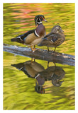 Wood Duck Pair, North Chagrin Reservation, Ohio-Paper Art-14X20