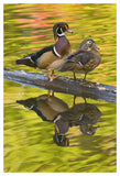 Wood Duck Pair, North Chagrin Reservation, Ohio-Paper Art-34X50