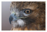 Red-Tailed Hawk, Howell Nature Center, Michigan-Paper Art-32X22