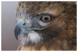 Red-Tailed Hawk, Howell Nature Center, Michigan-Paper Art-62X42