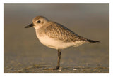 Black-Bellied Plover, Fort Desoto Park, Florida-Paper Art-32X22