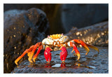 Sally Lightfoot Crab, Galapagos Islands, Ecuador-Paper Art-32X22