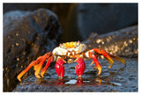 Sally Lightfoot Crab, Galapagos Islands, Ecuador-Paper Art-50X34