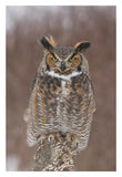 Great Horned Owl, Howell Nature Center, Michigan-Paper Art-22X32