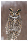 Great Horned Owl, Howell Nature Center, Michigan-Paper Art-34X50