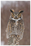 Great Horned Owl, Howell Nature Center, Michigan-Paper Art-42X62