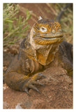Galapagos Land Iguana, Galapagos Islands, Ecuador-Paper Art-26X38