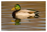 Mallard Swimming, Kellogg Bird Sanctuary, Michigan-Paper Art-20X14