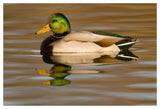 Mallard Swimming, Kellogg Bird Sanctuary, Michigan-Paper Art-50X34