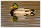 Mallard Swimming, Kellogg Bird Sanctuary, Michigan-Paper Art-62X42