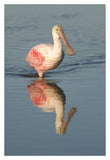 Roseate Spoonbill Wading, Fort Myers Beach, Florida-Paper Art-14X20