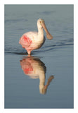 Roseate Spoonbill Wading, Fort Myers Beach, Florida-Paper Art-18X26