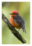 Vermilion Flycatcher Male, Galapagos Islands, Ecuador-Paper Art-18X26