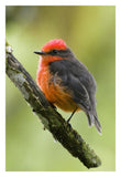Vermilion Flycatcher Male, Galapagos Islands, Ecuador-Paper Art-22X32