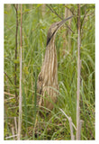 American Bittern, Magee Marsh Wildlife Area, Michigan-Paper Art-14X20