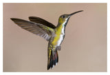 Veraguan Mango Hummmingbird Female Flying, Costa Rica-Paper Art-20X14