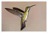Veraguan Mango Hummmingbird Female Flying, Costa Rica-Paper Art-32X22