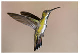 Veraguan Mango Hummmingbird Female Flying, Costa Rica-Paper Art-50X34
