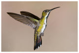 Veraguan Mango Hummmingbird Female Flying, Costa Rica-Paper Art-62X42