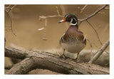 Wood Duck Male, Kensington Metropark, Milford, Michigan-Paper Art-26X18