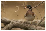 Wood Duck Male, Kensington Metropark, Milford, Michigan-Paper Art-50X34