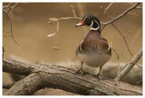 Wood Duck Male, Kensington Metropark, Milford, Michigan-Paper Art-62X42
