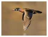 Wood Duck Male Flying, Lapeer State Game Area, Michigan-Paper Art-18X14