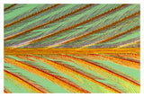Close Up Of Feather Showing Barbules Branching Off From Barb And Tiny Barbicels-Paper Art-20X14