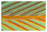 Close Up Of Feather Showing Barbules Branching Off From Barb And Tiny Barbicels-Paper Art-38X26