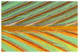 Close Up Of Feather Showing Barbules Branching Off From Barb And Tiny Barbicels-Paper Art-62X42