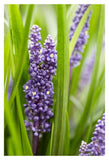 Border Grass Big Blue Sense Variety Flowers-Paper Art-14X20