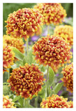 Blanketflower Dakota Reveille Variety Flowers-Paper Art-26X38