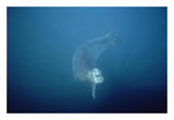 Bearded Seal Swimming Underwater, Norway-Paper Art-26X18