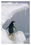 Adelie Penguin Adult, Ross Sea, Antarctica-Paper Art-14X20