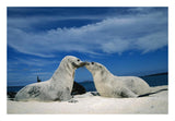 Galapagos Sea Lion Pups Covered In Sand, Galapagos Islands, Ecuador-Paper Art-26X18