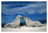 Galapagos Sea Lion Pups Covered In Sand, Galapagos Islands, Ecuador-Paper Art-38X26